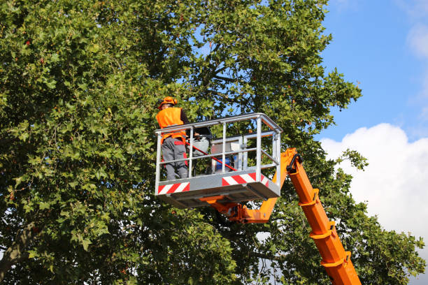 Wilber, NE Tree Care Services Company